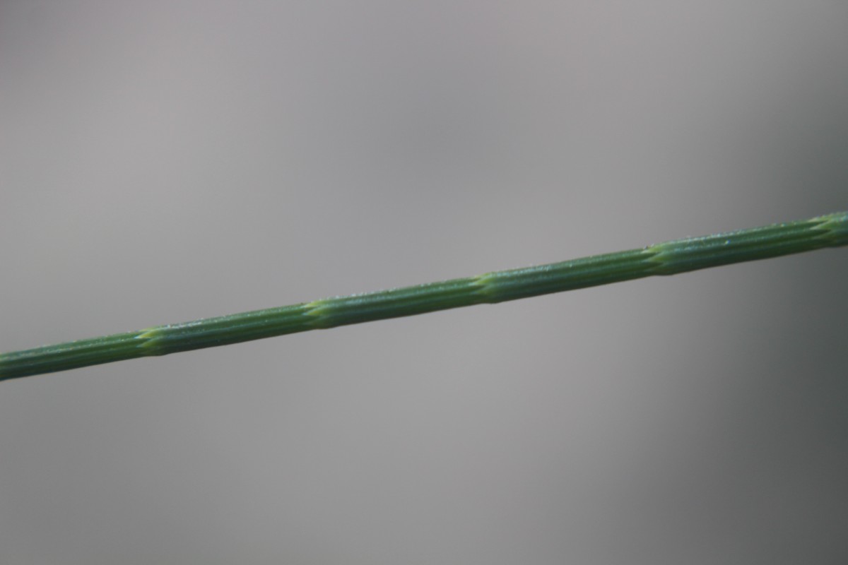 Casuarina equisetifolia L.